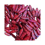 Dagger 5x16mm Red Coral Eye 25Bbs/Str