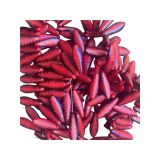 Dagger 5x16mm Red Coral Feather 25Bbs/Str